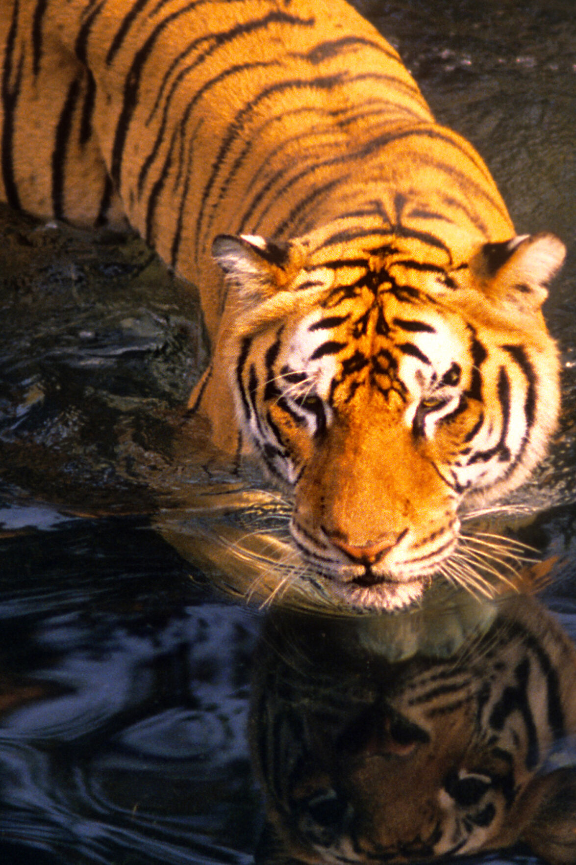 photo_ft_news_sunny_Bengal tiger_090821.jpg